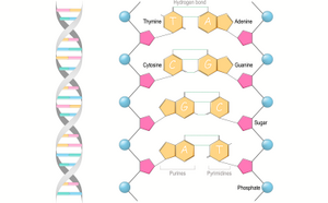 DNA双螺旋的位置和结构图示突出显示了维持每一生物体基因特异性的成分。