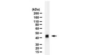 Western blot of mouse embryonic stem cell lysate using Anti-OCT4, clone 4N8 ZooMAb® Rabbit Monoclonal antibody. There is one line at ~45kDa with an arrow pointing at the line. 