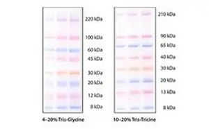 适用于SDS-PAGE和蛋白质印迹应用的mPAGE™染色蛋白质标准品