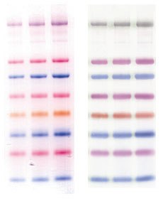 ColorBurst用于凝胶电泳的蛋白质标准品