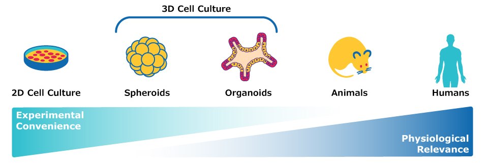 单克隆抗体临床前评估模型，包括人体样本进行的2D细胞培养、3D细胞培养、类器官、动物模型和研究。