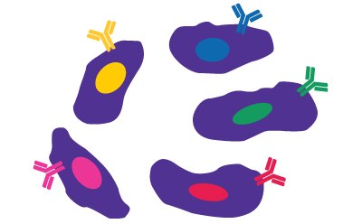 Cartoon illustration depicting purple cells, each expressing a different antibody clone represented by yellow, pink, red, green, and blue antibodies on the cell surface