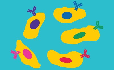 Cartoon illustration depicting yellow cells, each expressing a different antibody clone represented by purple, pink, red, green, and blue antibodies on the cell surface