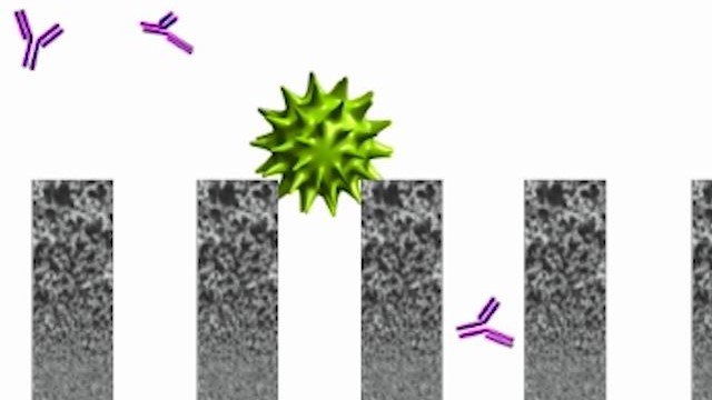 Virus Removal and Inactivation in a mAb Process