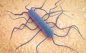 一幅数字渲染的李斯特菌插图，很可能是单核细胞增生李斯特菌（Listeria monocytogenes），该菌种与人类疾病关联最为密切。