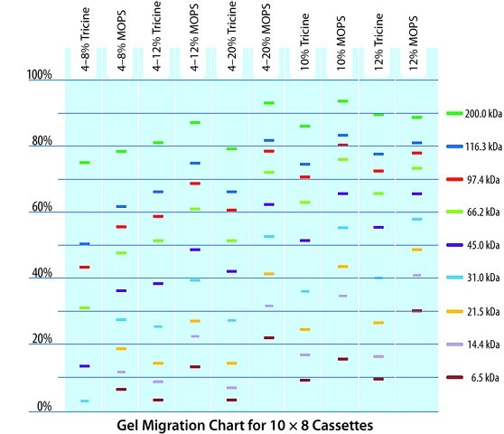 TruPAGE Precast Gels Migration Chart