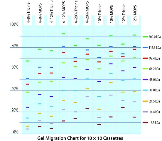 TruPAGE Precast Gels Migration Chart