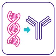 用于细胞系开发的单克隆抗体（mAb）检测试剂盒