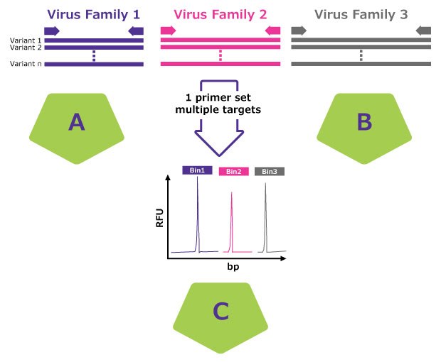 A method for detecting multiple virus families using a single primer set. The image shows three virus families (Virus Family 1 in purple, Virus Family 2 in pink, and Virus Family 3 in grey), each with multiple variants. A single primer set targets multiple sequences from these virus families, shown by arrows pointing to a graph below. The graph displays relative fluorescence units (RFU) against base pairs (bp), with three distinct peaks (Bin1 in purple, Bin2 in pink, and Bin3 in grey) indicating the detection of each virus family. Divided into two sections labeled A and B, represented by green pentagons.