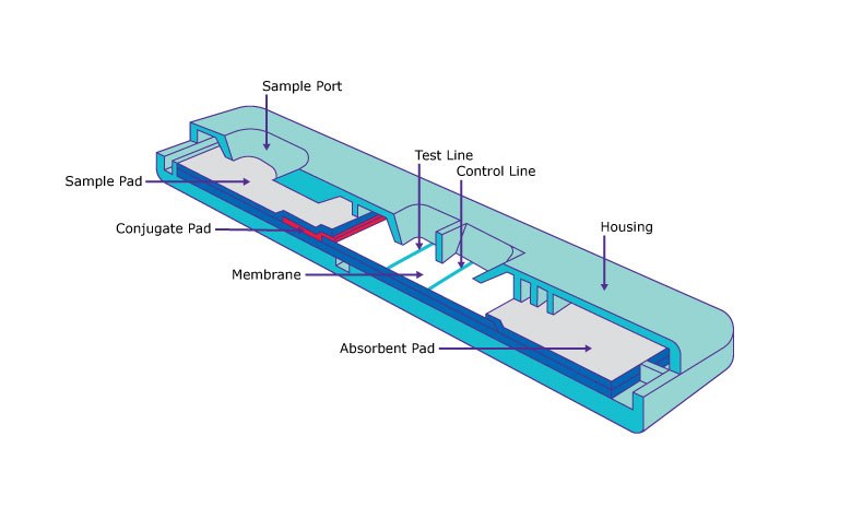 Lateral flow test strip design