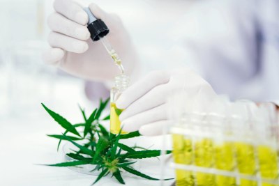 Analysis of Pesticides in Cannabis-Derived Products A close-up of a gloved hand using a dropper to add a yellow liquid into a small glass vial, surrounded by green cannabis leaves and several other vials filled with yellow liquid in the background.