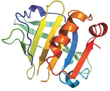 β-Lactoglobulin A & B is the major whey protein of cow and sheep's milk (~3 g/l), and is also present in many other mammalian species with an interesting exception being humans. β-Lactoglobulin can cause severe allergic effects.