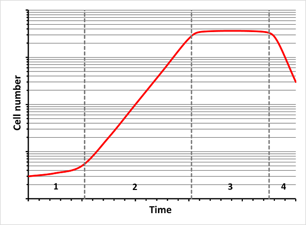 A graph illustrating the changes in cell number over time, divided into four distinct phases. The x-axis is labeled "Time," while the y-axis is labeled "Cell number". In the lag phase (1), the red-colored curve starts flat, this is followed by the log phase (2), where the curve rises steeply. The curve then flattens during the stationary phase (3) and finally, in the death phase (4), the curve declines as cell death surpasses growth. The phases are separated by dashed vertical lines, and the red curve visually traces the cell population's dynamics over time.