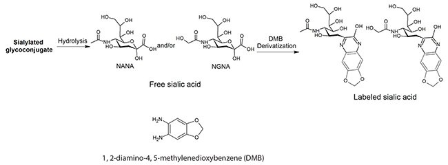 A chemical process diagram illustrating the derivatization of sialic acids with 1,2-Diamino-4,5-methylenedioxybenzene (DMB). On the left side, a molecule labeled as “Sialylated glycoconjugate” undergoes hydrolysis by an enzyme called “NANase” to produce “Free sialic acid”. This free sialic acid is then subjected to DMB derivatization, resulting in a molecule labeled as “Labeled sialic acid” on the right side. Below this process flow, the chemical structure of 1,2-Diamino-4,5-methylenedioxybenzene (DMB) is depicted. The image is relevant for demonstrating the chemical modification of sialic acids which can be important in biochemical analysis and research.