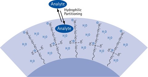 The HILIC partitioning process causing chromatographic retention.