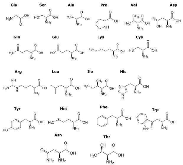 Chemical structures of 20 amino acids are presented in 5 rows, each with their three-letter codes. The first row displays Gly, Ser, Ala, Pro, Val, and Asp from left to right. The second row shows Gln, Glu, Lys, and Cys. The third row includes Arg, Leu, Ile, and His. The fourth row features Tyr, Met, Phe, and Trp. The fifth and final row has Asn on the left and Thr on the right.