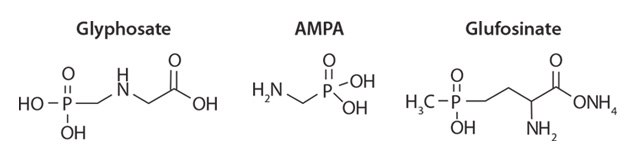 glyphosate