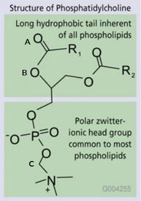 Phospholipids Co-Extract with Analytes of Interest