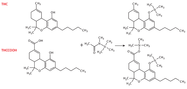 Silylation of THC and THCCOOH using MSTFA