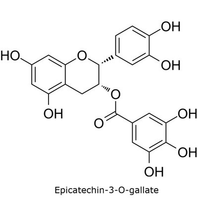Structural diagram of epicatechin-3-O-gallate illustrating the gallate ester group and phenolic hydroxyls. 