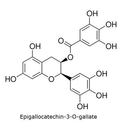 Structural diagram of epigallocatechin-3-O-gallate with a gallate ester and multiple hydroxyl substituents. 