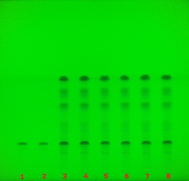 TLC plate under 254 nm UV showing multiple lanes with glycyrrhizic acid bands for sample identification.