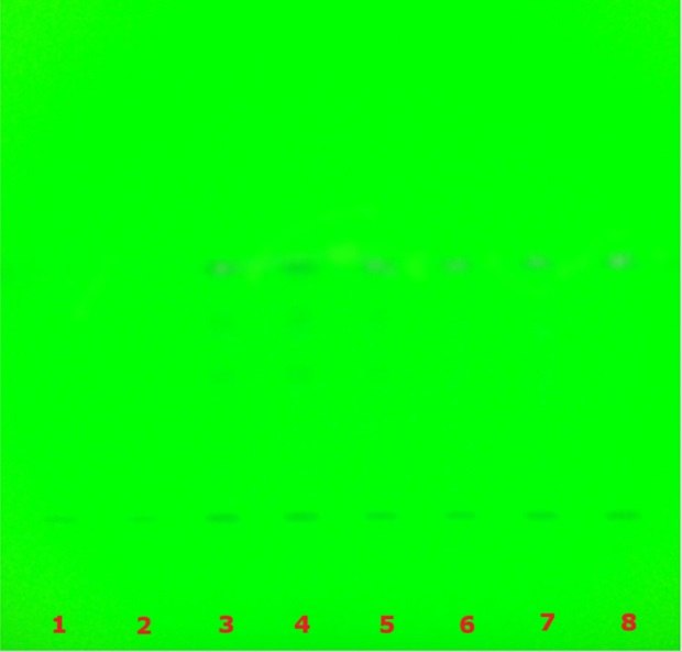 TLC plate under 254 nm UV showing faint bands across lanes used for glycyrrhizic acid quantification.