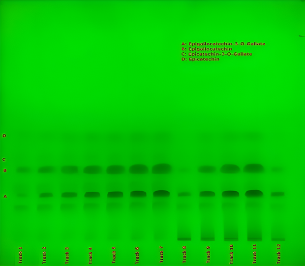 TLC plate under UV 254 nm showing labeled catechin bands A to D across tracks 1 to 12 for green tea extract 