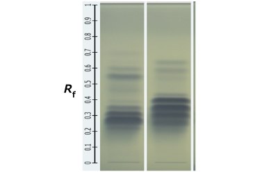 Two Silica Gel 60 RP18 F254  plates kept next to each other showing blue bands in different intensities as obtained for olive and corn oil in fixed oil samples with a measuring scale placed on the extreme left.