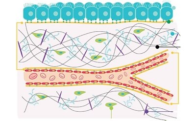 Extracellular matrix