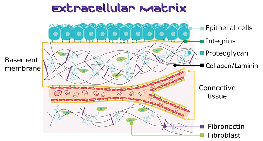 Cartoon image of the extracellular matrix basement membrane