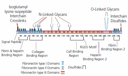 Protein structure of fibronectin