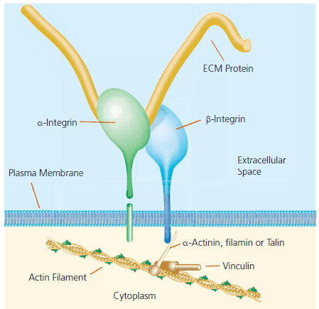 A typical focal adhesion structure.