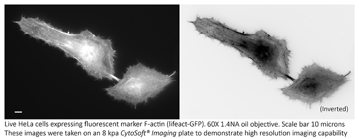 Fluorescent cell imaging of F-actin in HeLa cells using CytoSoft® imaging plates (8 kPA). Cell migration and adhesion can be analyzed by monitoring the expression of F-actin filamentous cytoskeleton protein.