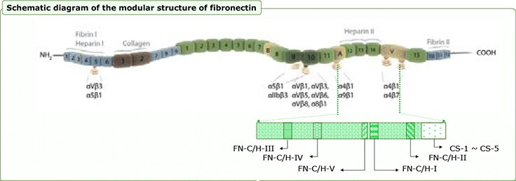 Fibronectin Derived Peptide