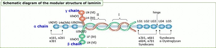 Lamanin Derived Peptide