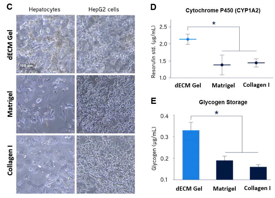  Primary human hepatocyte culture.