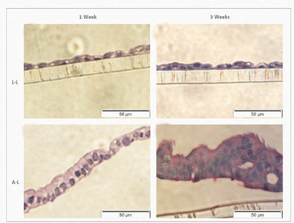 Haematoxylin-eosin stain of Calu-3 cells at the L-L and A-L interfaces after 1 week and 3 weeks in culture.