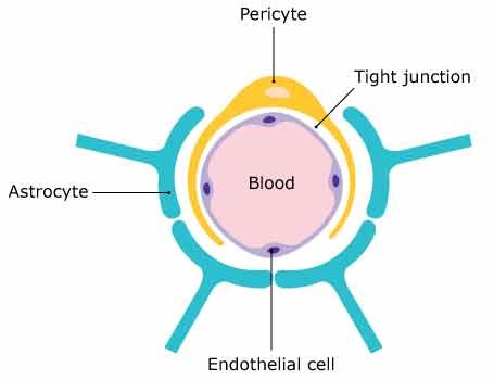 Schematic representation of the blood brain barrier