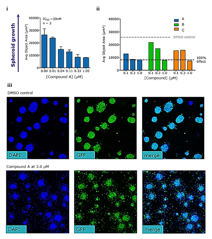 Spheroid growth assay detects compound cytotoxic effects of various drug compounds.