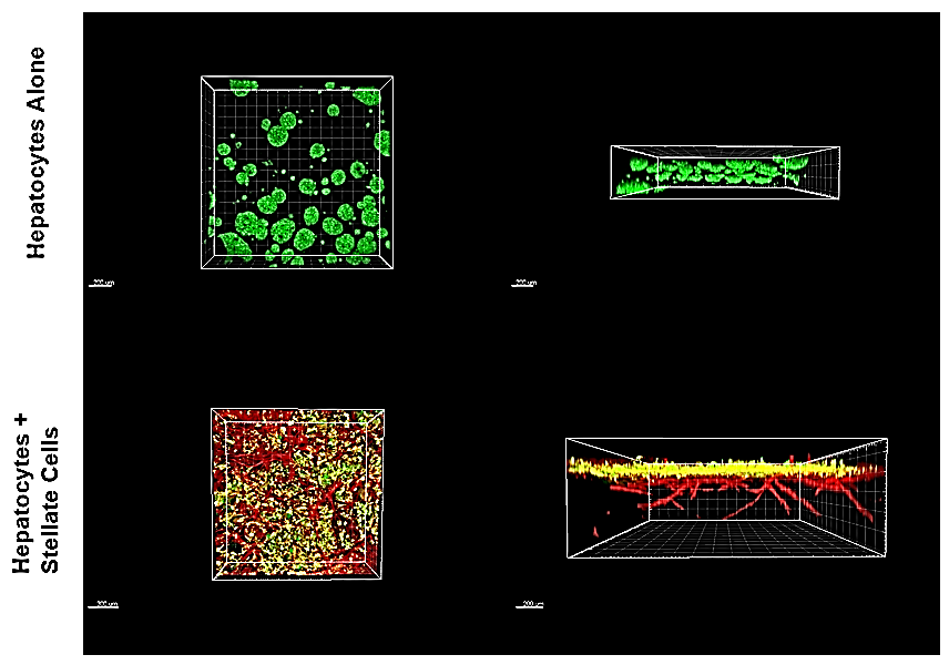 Application of TrueGel® HTS hydrogels in ADME/toxicology studie