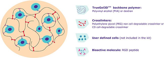 TrueGel3D™技术