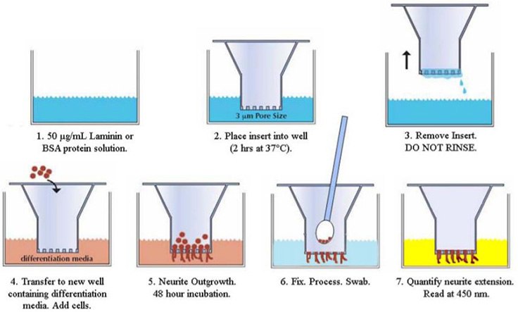 Neurite Outgrowth Assay Protocol