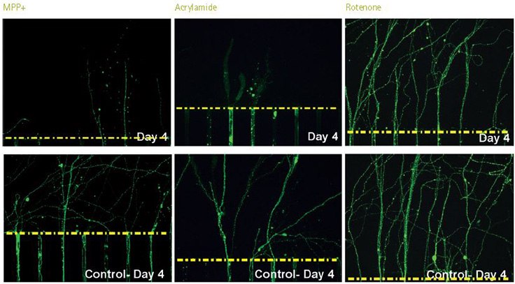 Neurotoxicity Analysis using AXIS™ Axon Isolation Devices