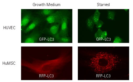 Lentiviral transduction of HUVEC and Human MSCs