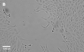 Brightfield imaging of Vero cells on Millicell<sup>®</sup> DCI Digital Cell Imager at 20X magnification