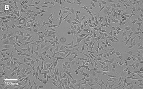 Brightfield imaging of L929 cells on Millicell<sup>®</sup> DCI Digital Cell Imager at 20X magnification