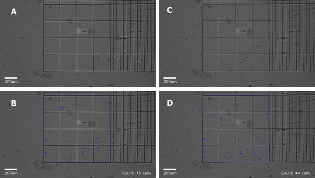 Optimizing cell counting on the Millicell® DCI Digital Cell Imager