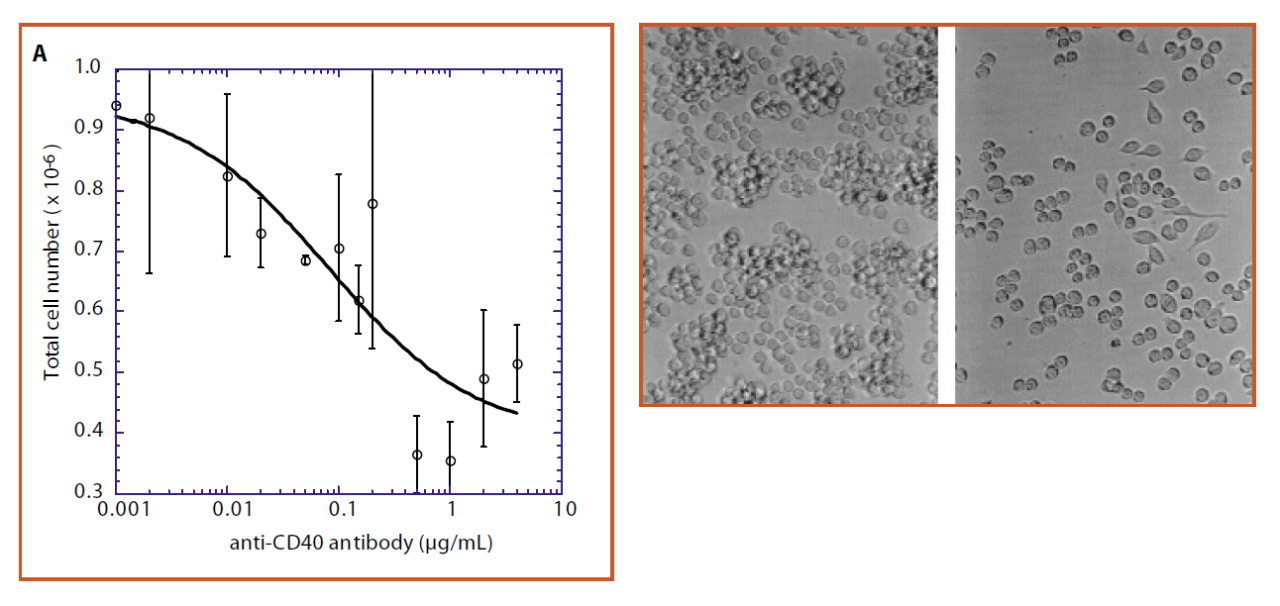 Pleiotropic effects of the humanized anti-CD40 monoclonal antibody on Raji cells