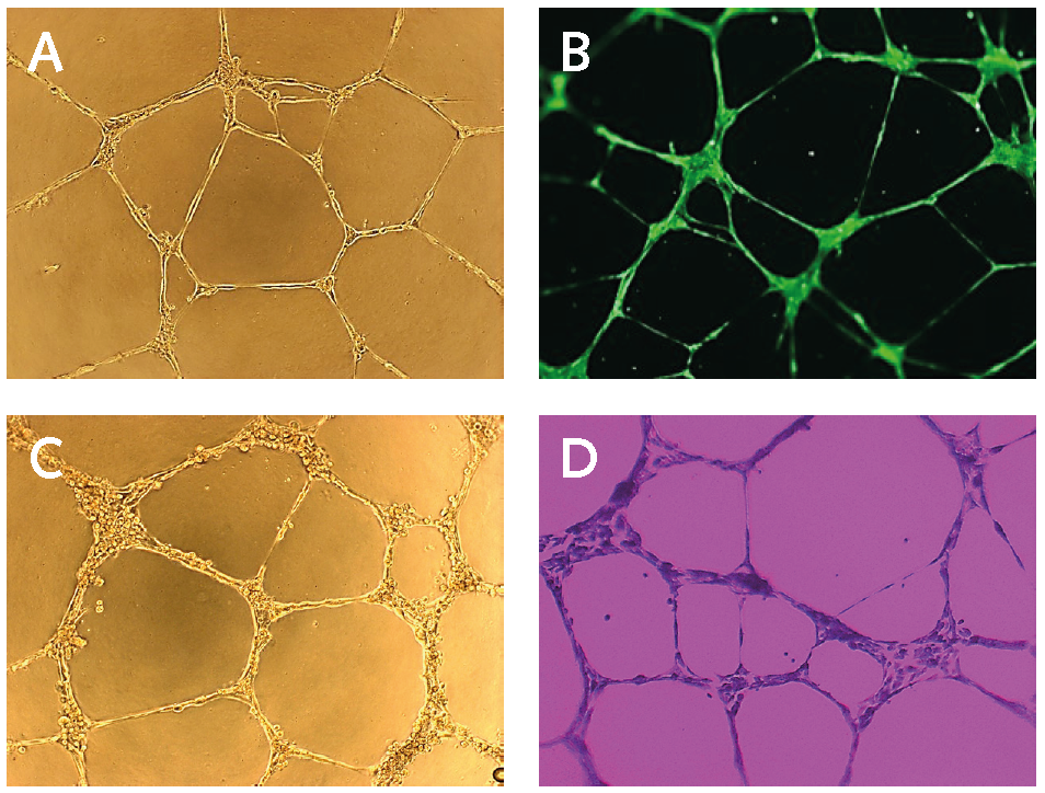 In vitro endothelial cell tube formation assay